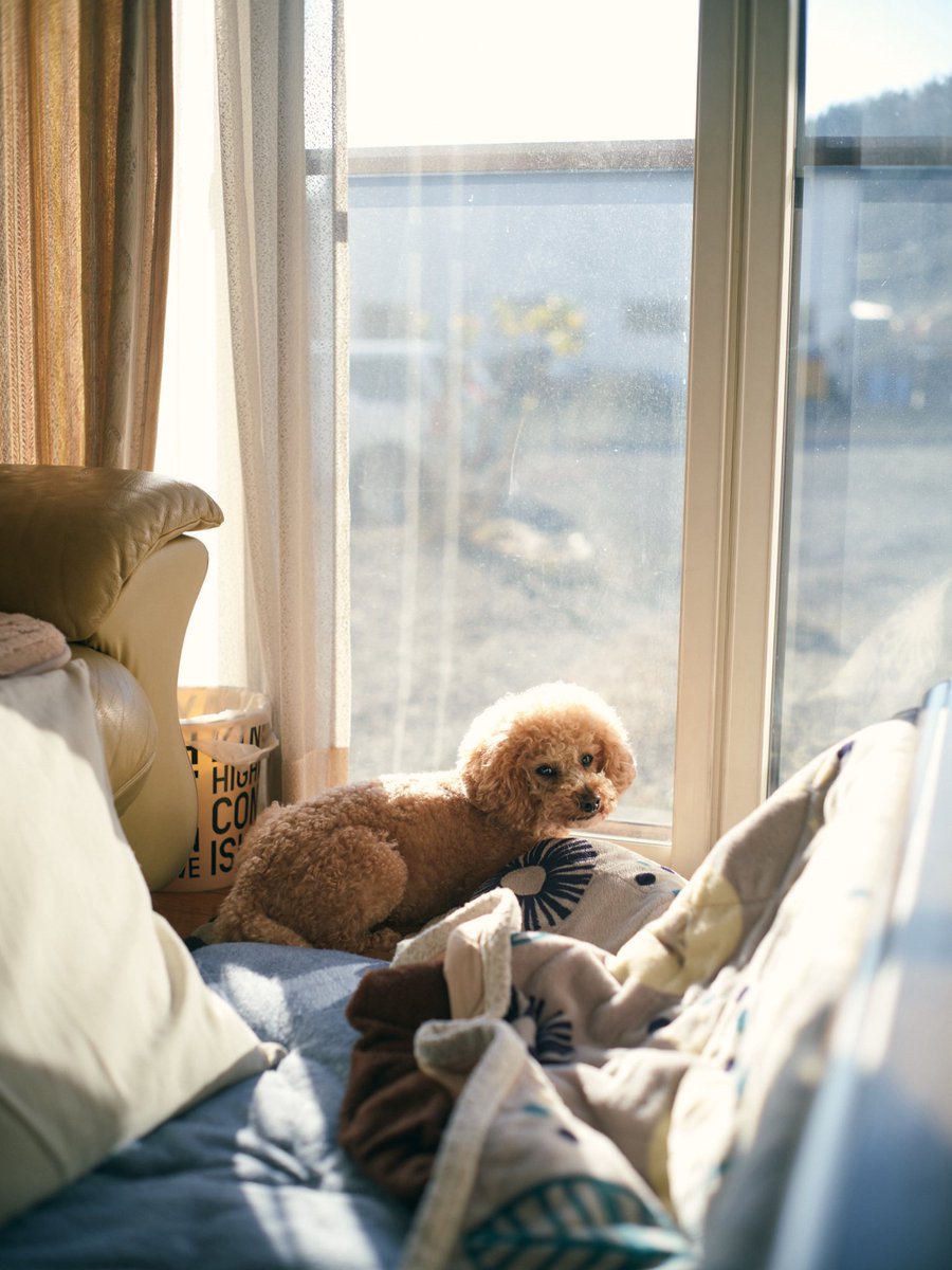 まぷちん tweet media