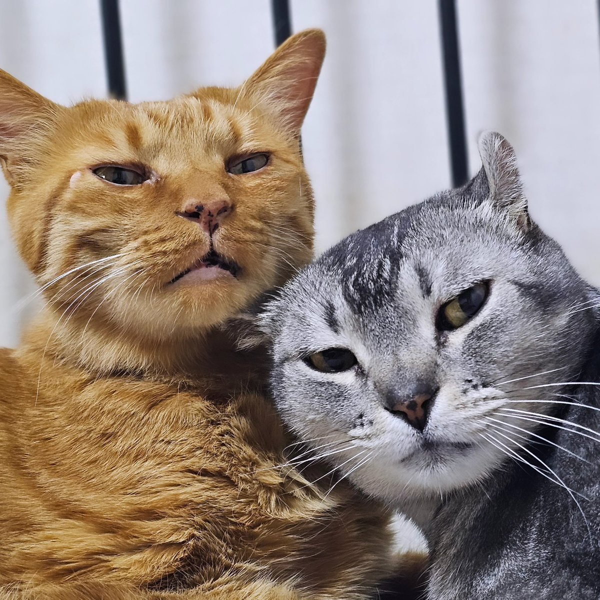 dal2gui's tweet image. 1인가구 2묘 가장입니다!
맛집이랑 고양이 위주로 굴릴것 같네요
덕질계정 팔로 좀 있었는데 차마 그 계정을 쓸 수는 없어 새로 팠습니다ㅠㅠ
500팔 같이 고고해요❤️‍🔥

#트친소 #블루레이디 #블루레이디_트친소