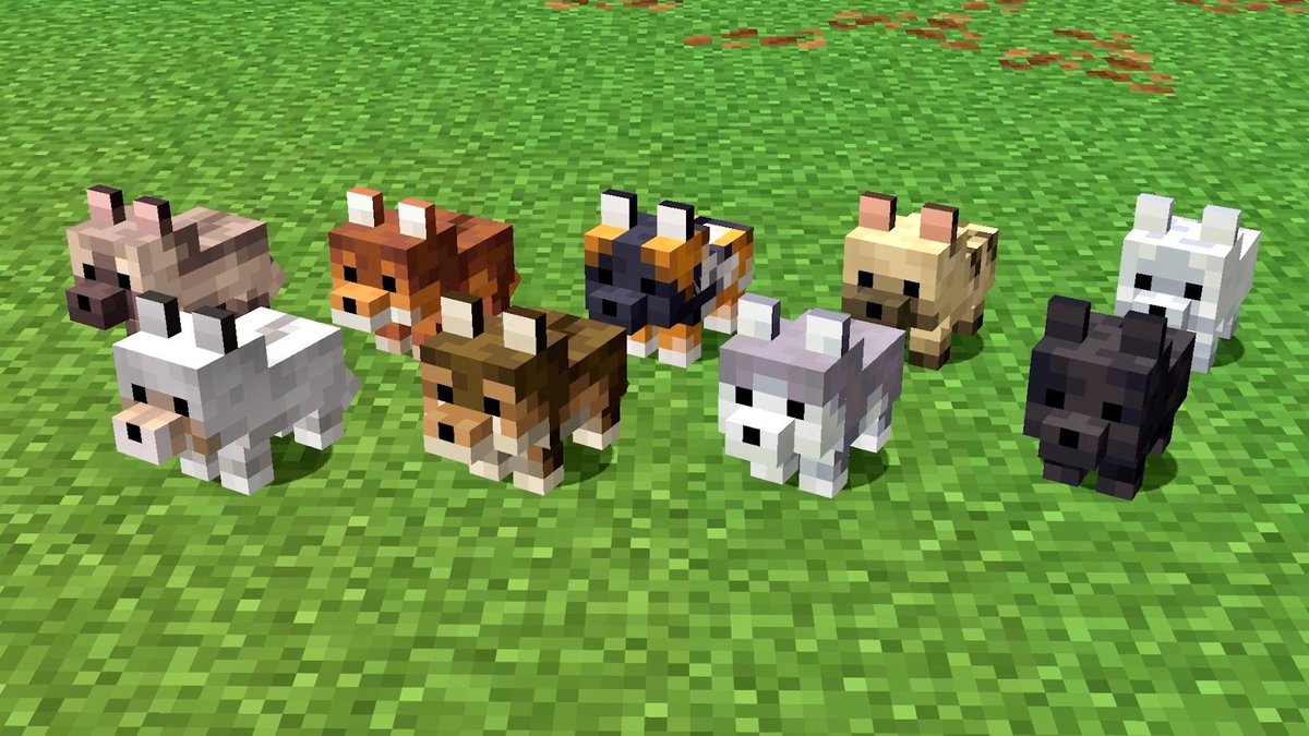 HSstudio300's tweet image. 新しいオオカミの子供です