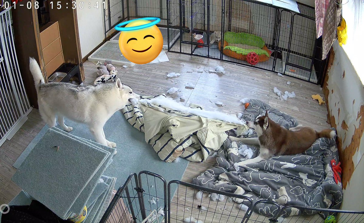 コタツ布団で引っ張り合いしないよ！！！！！！