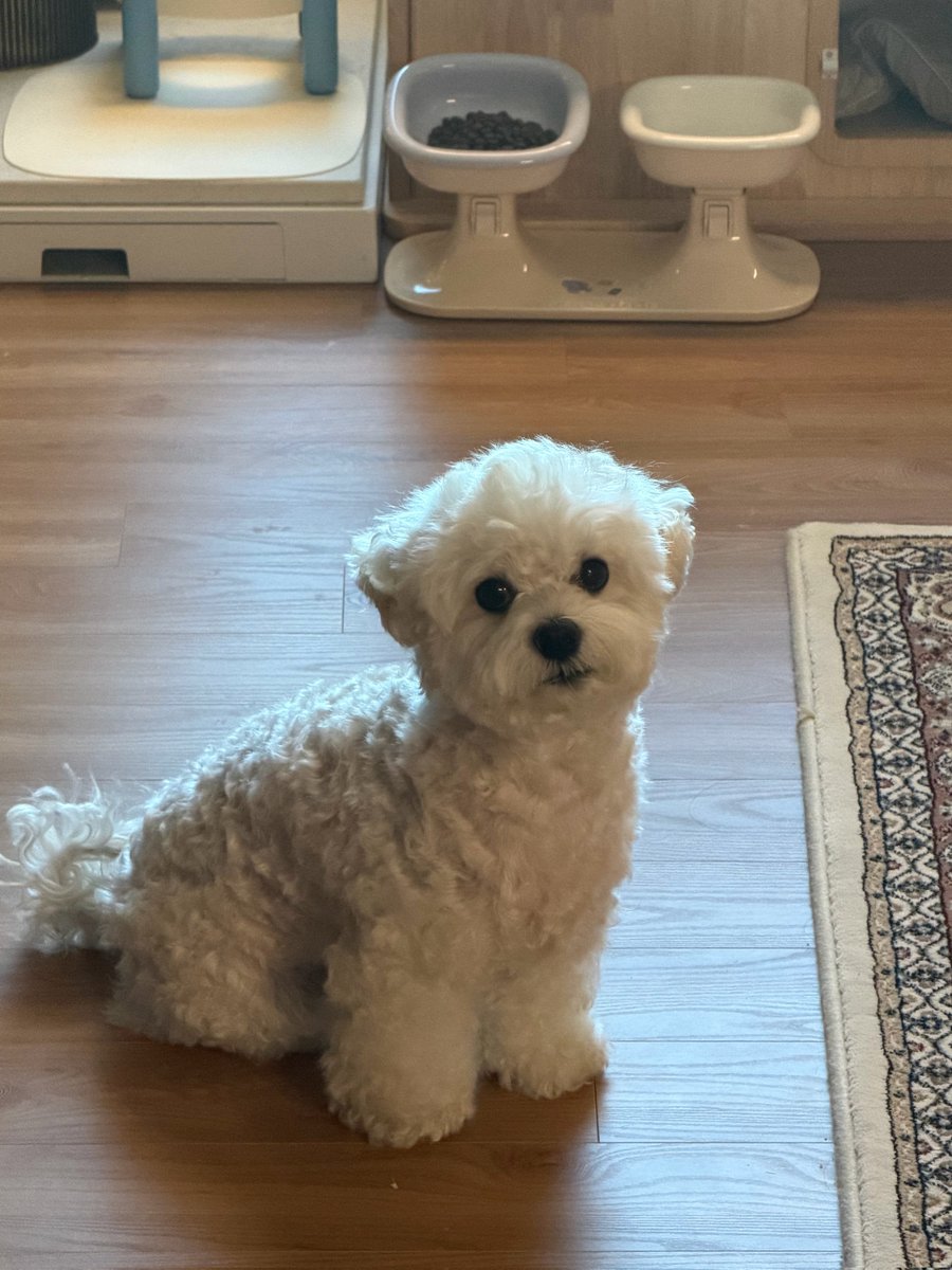 chi__cheeee's tweet image. 훅훅 불면은~ 구멍이 뚤리는~ 귀여운 솜사탕~