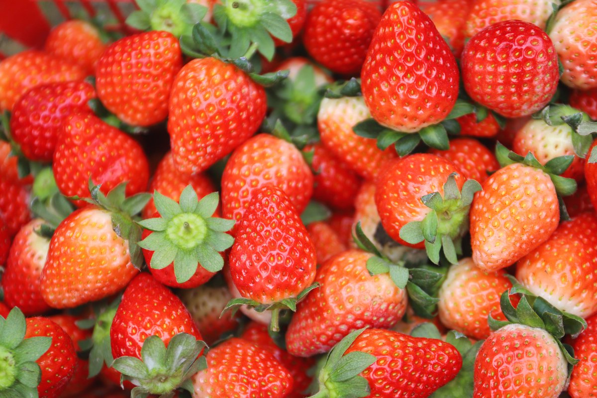 HolaFujian's tweet image. 😍 🍓 🍓 So tempting! 😋
In the cold winter, the fields of Lianjiang, Fuzhou are filled with sweetness. One by one, bright red strawberries hide among the lush green leaves, waiting for a sweet encounter… 🥰 
#Strawberries #Sweetness #Winter #Fuzhou 
@uatcnews @cultureCHN