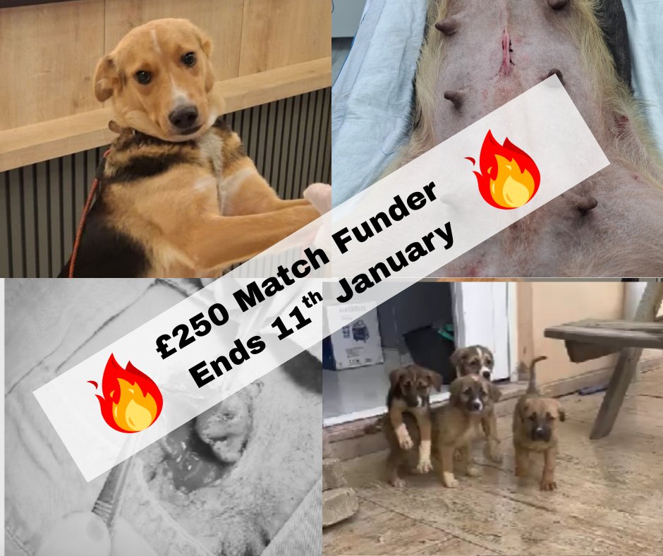 DogDeskAction's tweet photo. A kind supporter has pledged a £250 MATCHFUND
Every donation is DOUBLED up to £250
Donate NOW ⬇️
🔗 https://t.co/9htrzBfvlN
or
🔗 https://t.co/fxHlp8FGHp (ref Bidik)
Please don’t wait dogs are counting on us 💕🐾
#UrgentAppeal #MatchFund #DoubleYourImpact #RescueDogs #ActNow https://t.co/VSf0S3yYpM