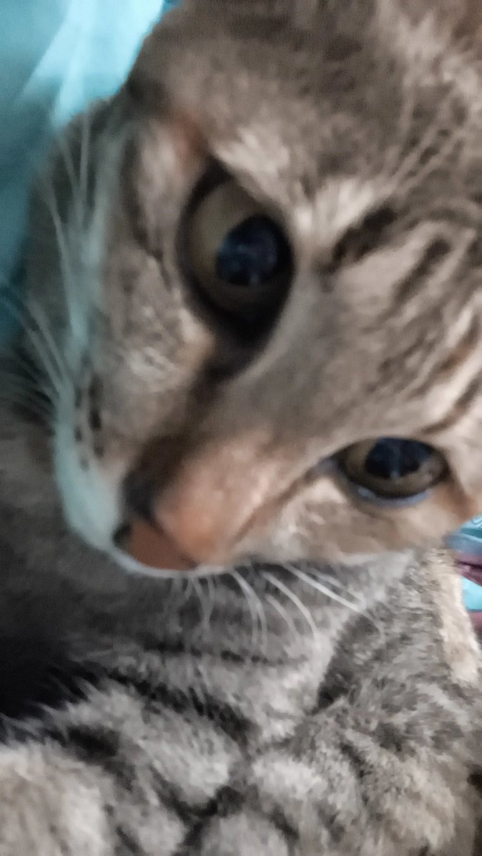 ซ้ายก็แมว ขวาก็แมว แมวเต็มไปหมดเยย ขอให้แมวไข่หวานได้เติมแมวเด็กเย้อๆน้า เจอความสุขทุกชั่วโมงไปเลย>< 
#Kaiwanmanita 
#พาน้องไข่หวานมาเติมแมว