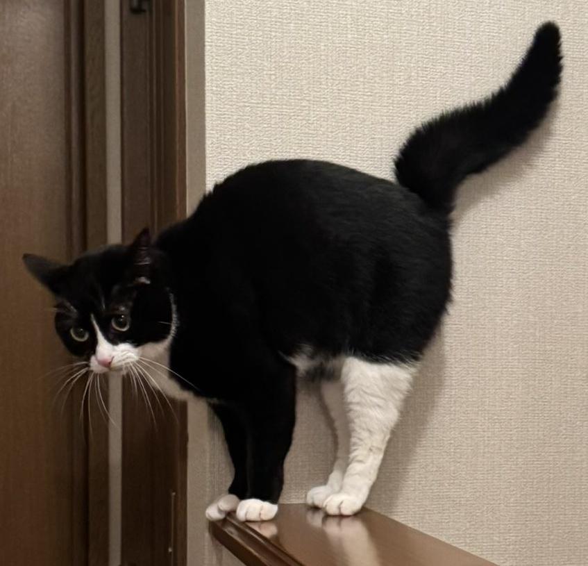 🐱あ🐱 tweet media