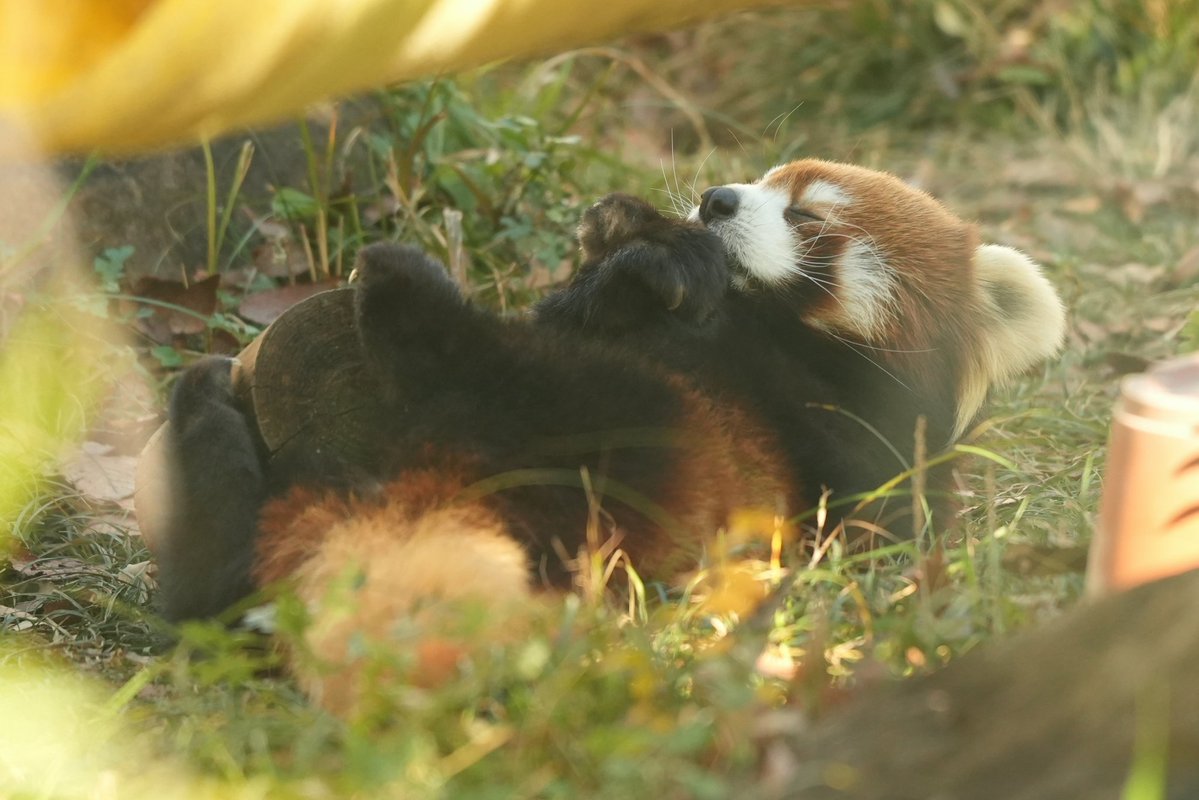 aru__memories's tweet image. 咲弥ころりん➰🍙
2026.1
#レッサーパンダ #redpanda
#天王寺動物園 #咲弥