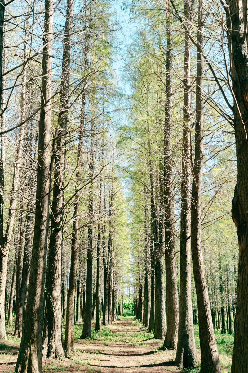 落羽松🌲

#CaramelAppleDD