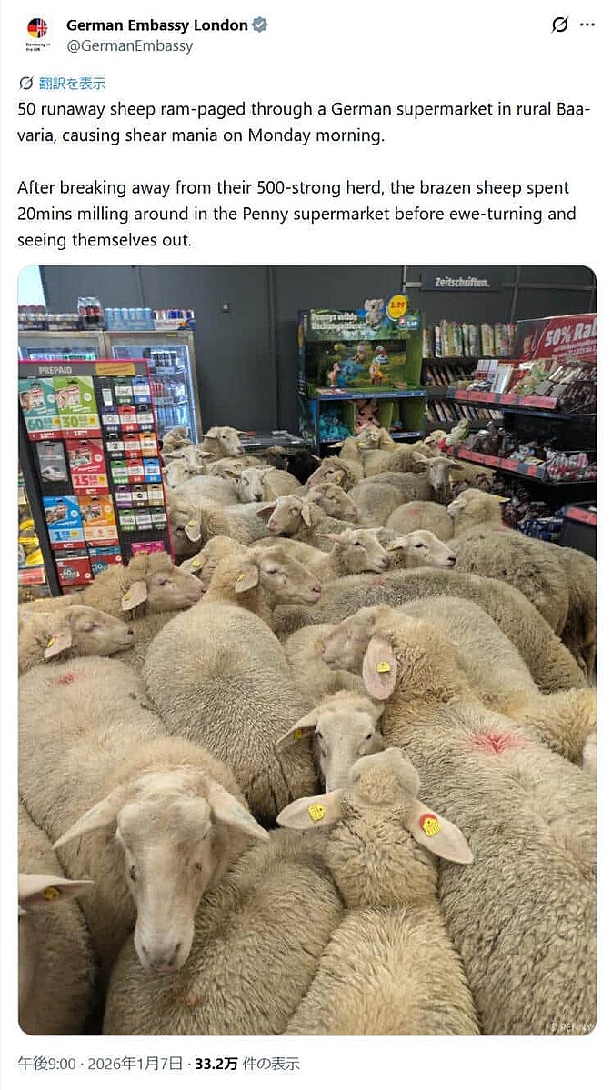 livedoornews's tweet image. 【もふもふ】羊50頭がスーパーに「来店」、店がぎゅうぎゅうに ドイツ
news.livedoor.com/article/detail…

ドイツ大使館のXは「50頭の逃げ出した羊が、ドイツのバイエルン州にあるスーパーマーケットで暴れ回り、月曜の朝に大混乱を引き起こしました」と伝えた。羊たちは自ら店を出て行ったという。