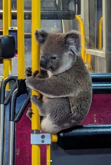 Next Step tweet media