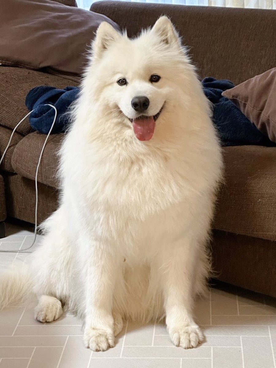 サモエドのサニー (@samoyedsunny) / Posts / X