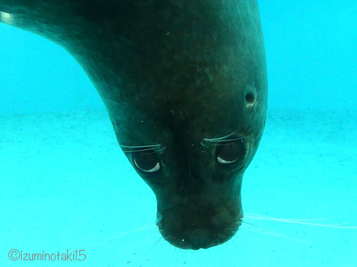izuminotaki15's tweet image. #全国圧が強いアザラシ選手権