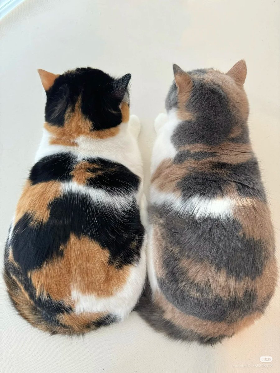 nocontextscats's tweet image. CMYK and RGB