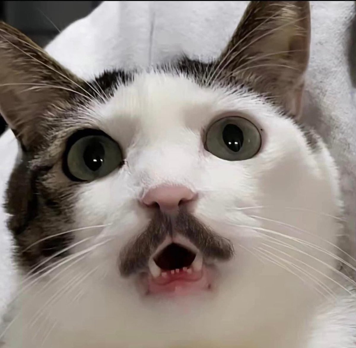 TheCatsX's tweet image. What would you name this cat?