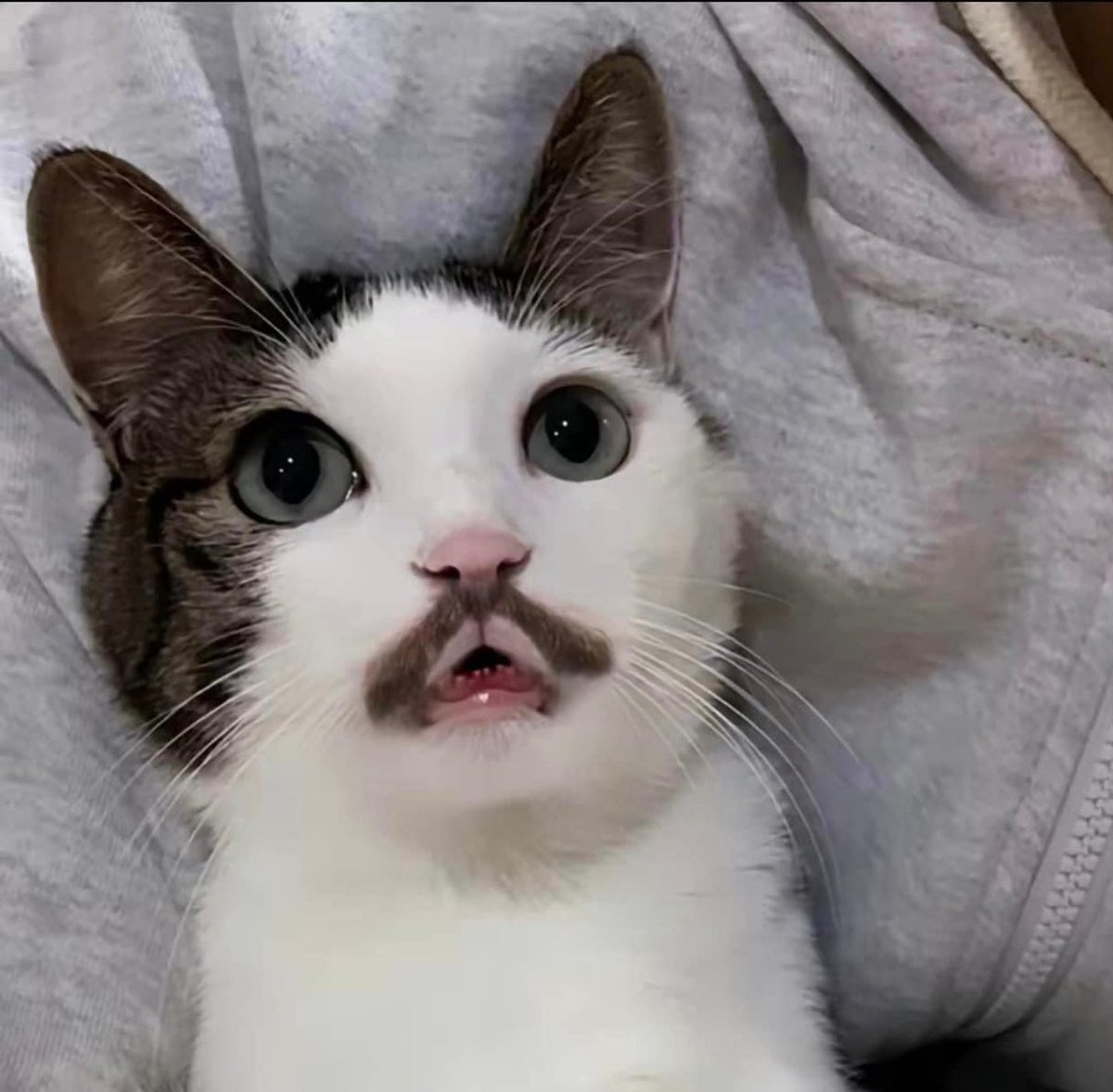 TheCatsX's tweet image. What would you name this cat?