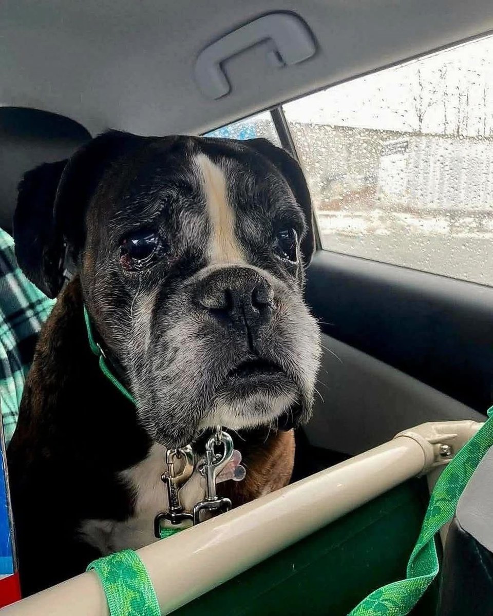 On November 15, 2025, I found a senior dog tied alone to a pole. He was cold and silent, yet still holding onto hope that someone would come back for him. I sat with him for nearly two hours, watching him greet every passerby with a gentle tail wag. When no one returned, I knew I