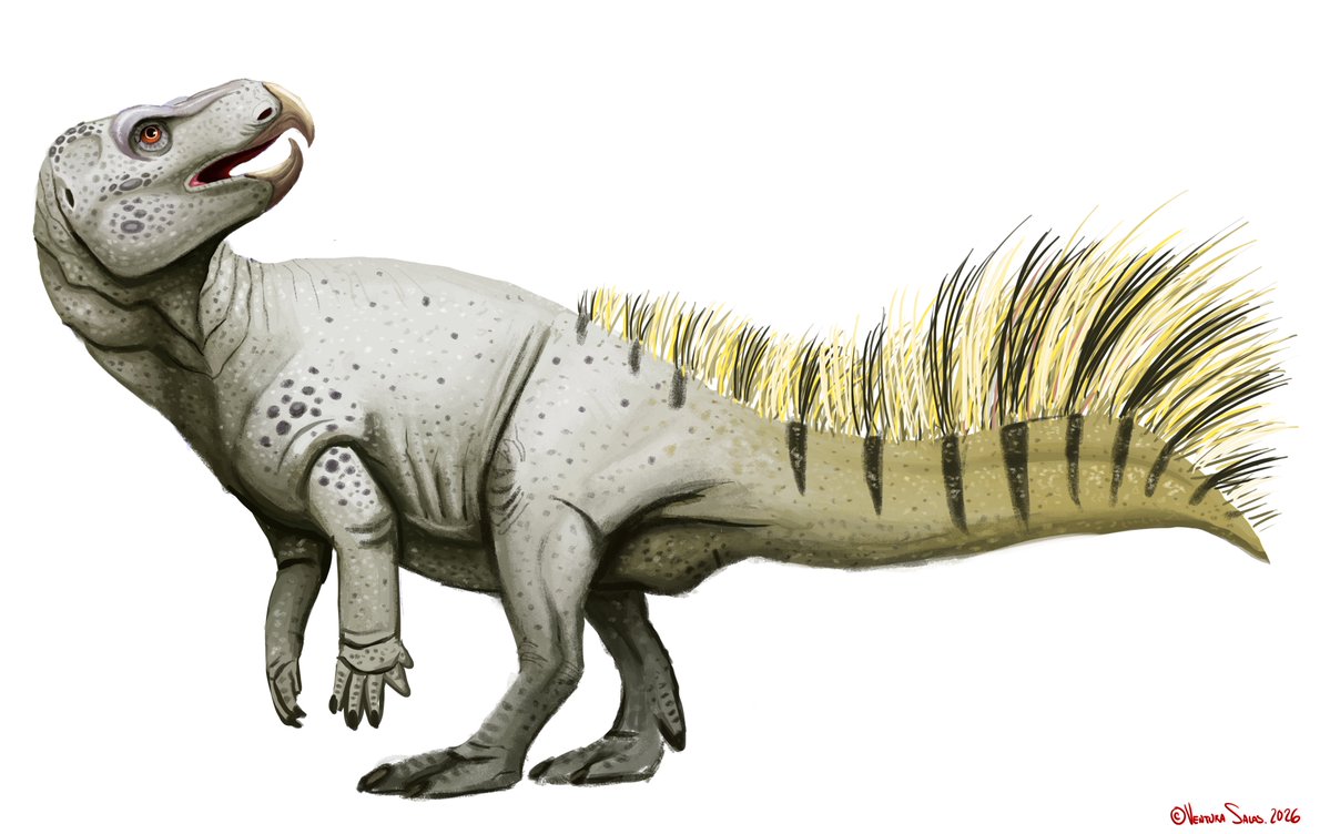 venturadejesus2's tweet image. Ajkaceratops sketch