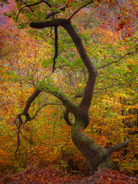 Disc_light's tweet image. I'm really over the moon to say that this image of autumn colours in Judy Woods Bradford (!) will appear in the next issue of Outdoor Photography magazine! Rather delighted and 1st time in years anything has been published! @OPOTY #bradford #autumn #yorkshire