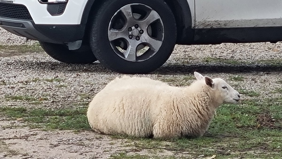 Moira Benson 🚙 tweet media