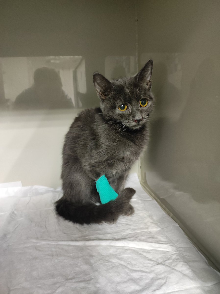 🆘🆘🆘 ребят, молю о помощи для Джаггера 🙏🥺 малыш ночью уехал в стационар, тяжёлое состояние, гипоксия. сейчас на кислороде, на капельницах. подробнее в треде ниже.

5536914169063991 тинёк
2202206393055004 сбер
2200153971889168 альфа
9219611572 тлф на все карты
Екатерина О.