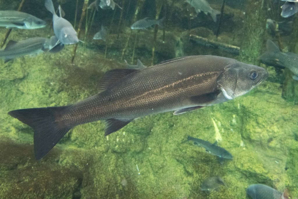 gilesforyou's tweet photo. #FishPic for you. https://t.co/162OdG32uJ