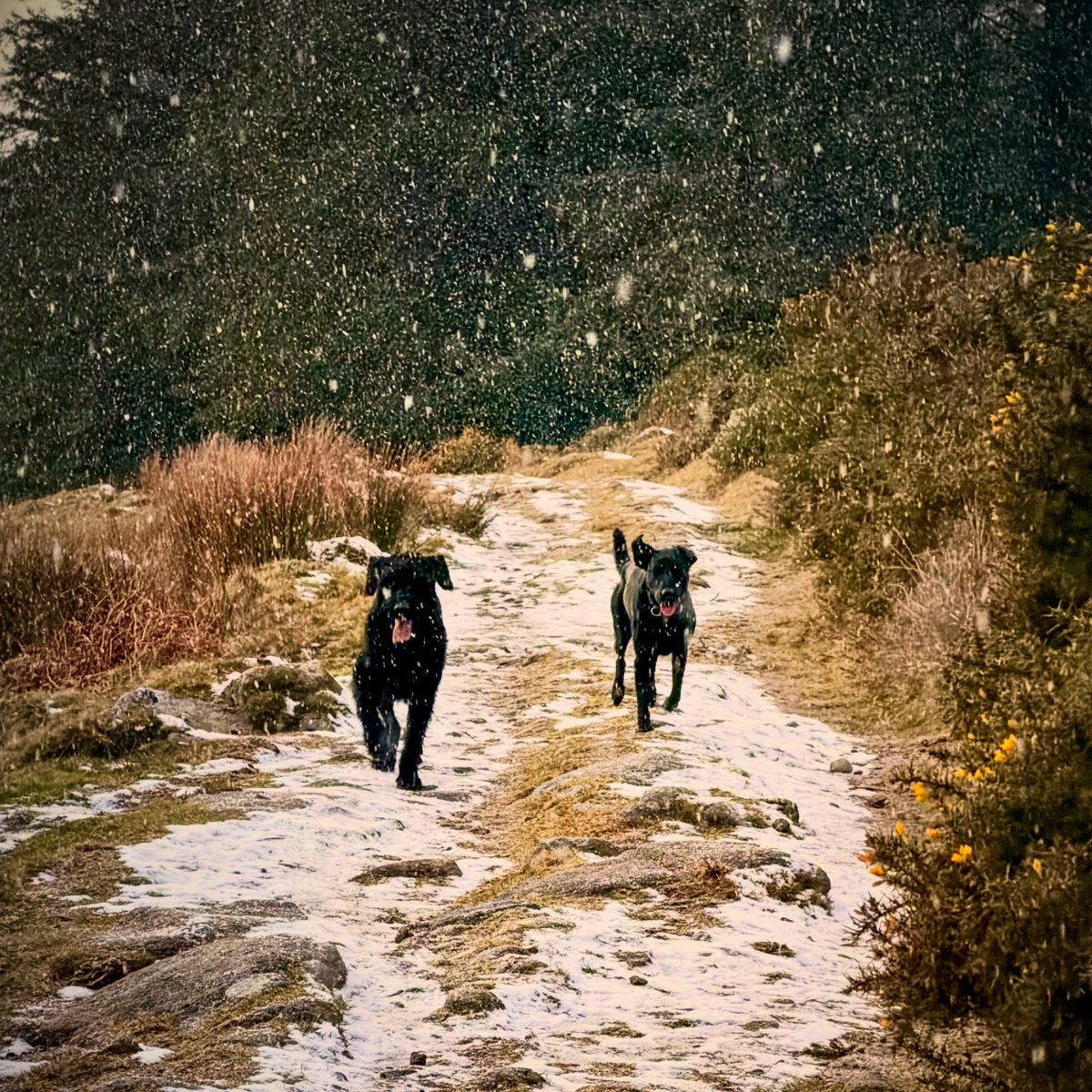 🌨️🐶🐶🏞️