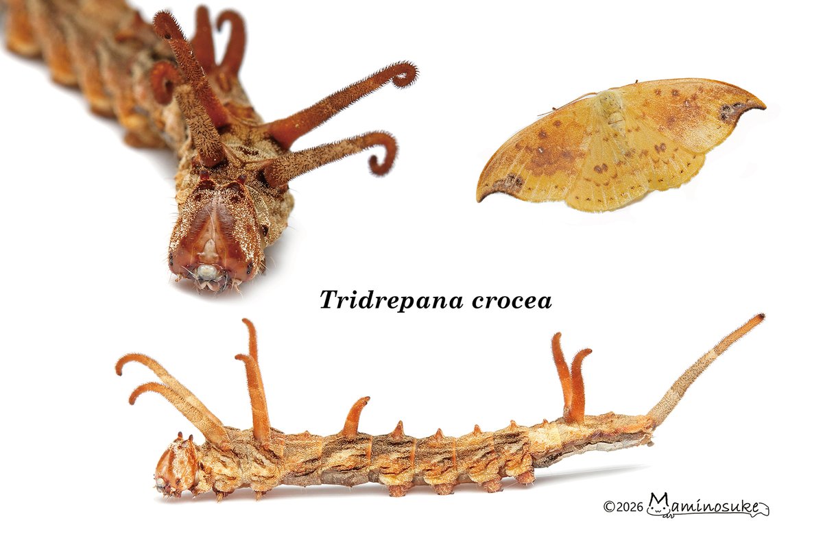 まみのすけ🐛 (@montachun) / Posts / X