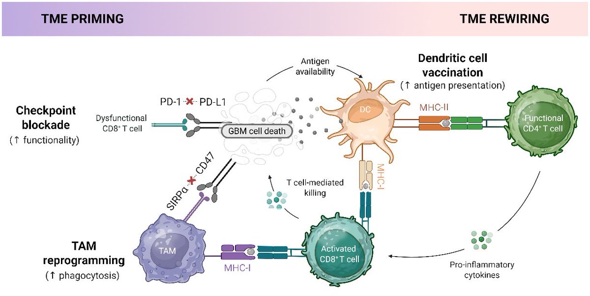 Anna Golebiewska tweet media