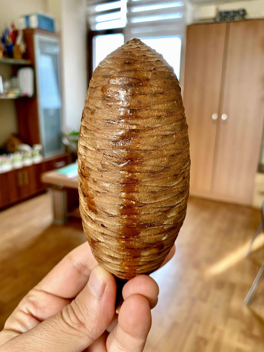 Toros Sediri, Türkiye’nin en özel ağaçlarından biri; ancak onun kozalağı, bildiğimiz sıradan çam kozalaklarından gerçekten çok daha farklı ve ilginç bir yapıya sahip.

Kozalağını gördüğünüzde ilk dikkatinizi çekecek şey, onun ağaçtaki duruşudur. Çam kozalakları gibi aşağıya doğru