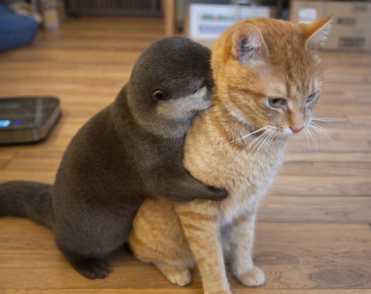 In Otter News.... tweet media