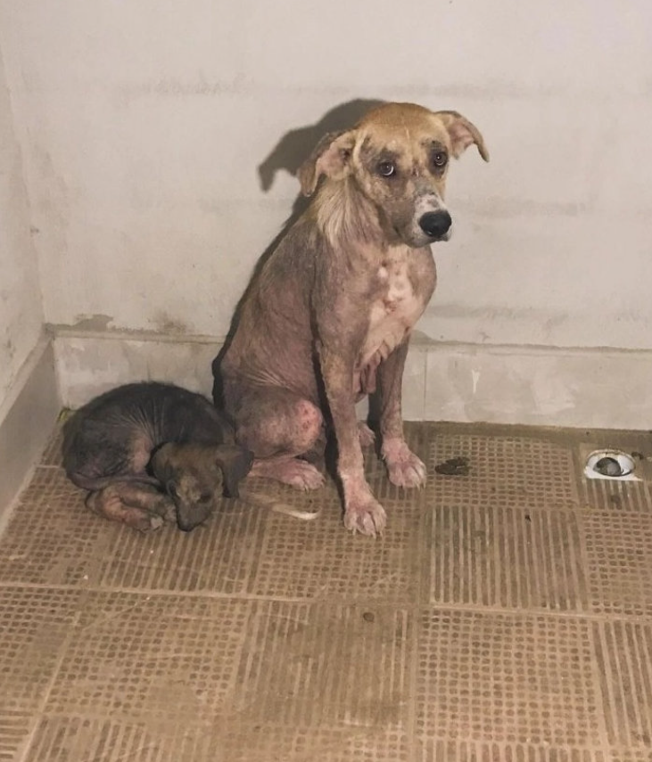 Best in Dogs tweet media