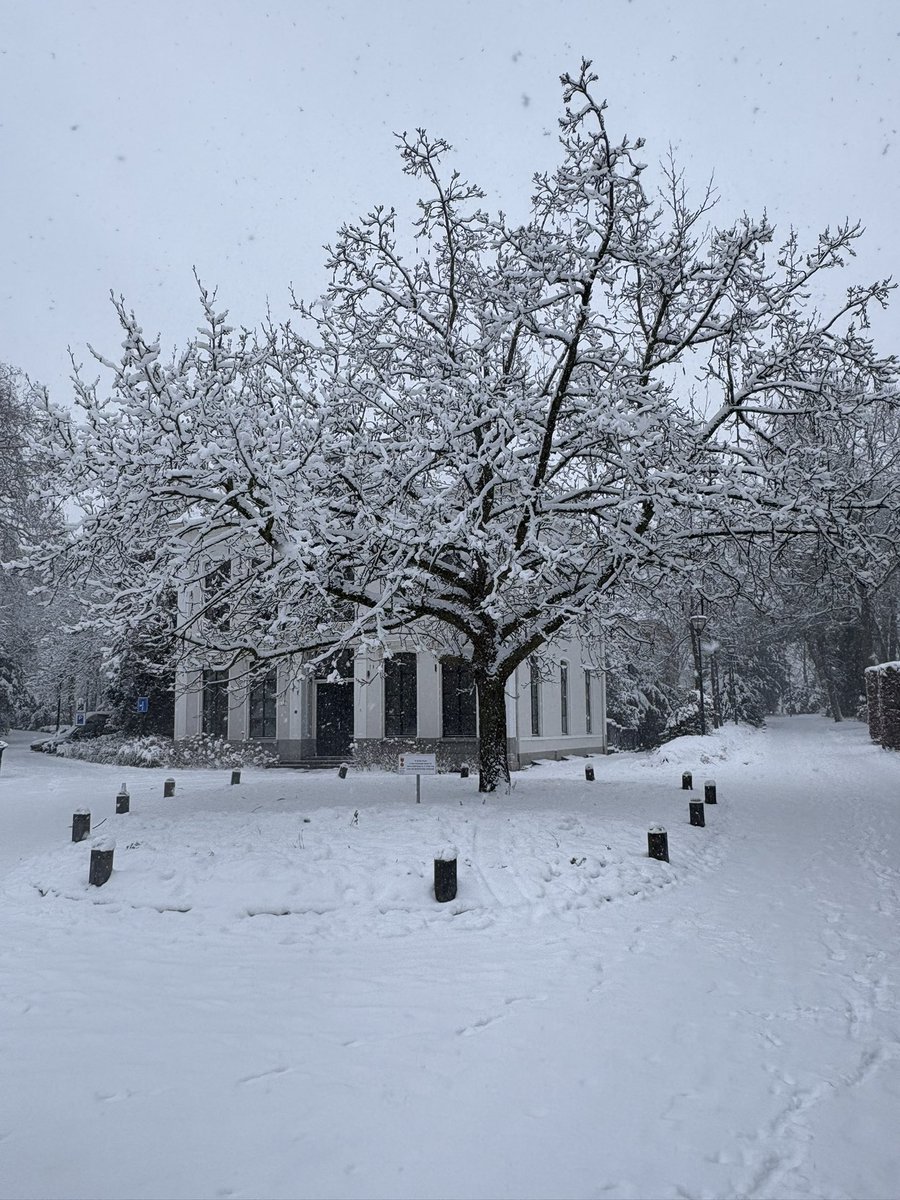 ZwolleMB's tweet photo. Its the season 
to be freezin 
#zwolle #SnowFlakes 
#snow #OldTree 
#potgietersingel https://t.co/02mGWQkMlM