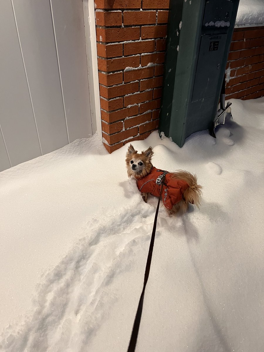 Tottzki's tweet photo. Going home from work this morning was an adventure 😭 https://t.co/5pIY5NzoaV