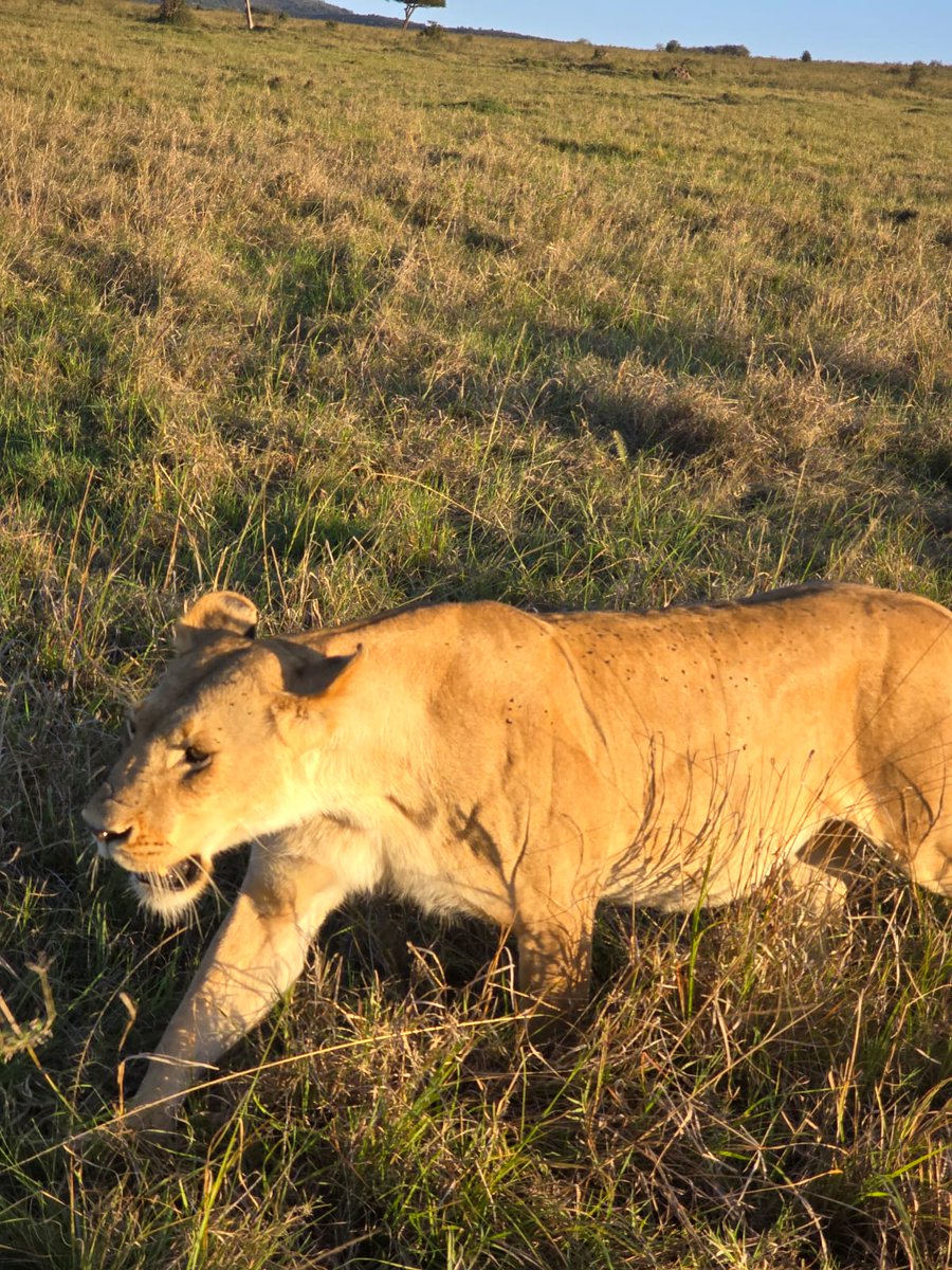 UpdatesSafari's tweet photo. Safari Sighting| Wildlife Adventure in Kenya🇰🇪.

Talk to our qualified and knowledgeable safari guides to book your next safari with us😊.

📧 info@safariupdatestravel.com
📲+254 738 349378
🌐 https://t.co/uaUkZYD5Z3
.
#Authentic #Safari #Experiences #Africansafari #magicalkenya https://t.co/JOuWOvh4PS