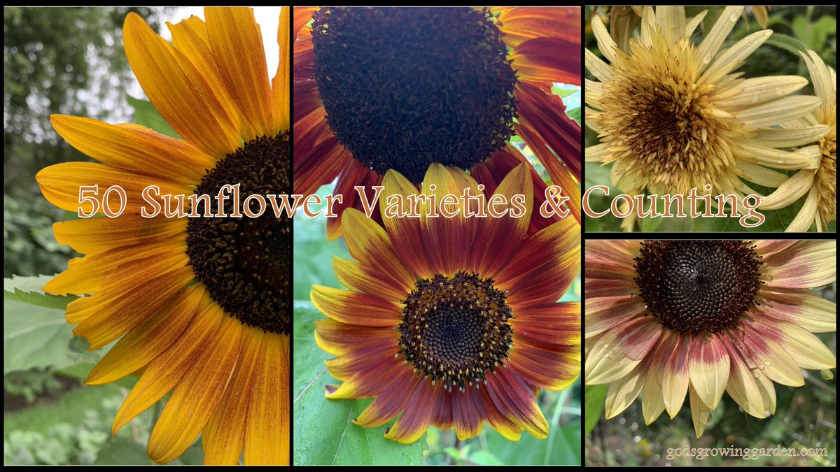 50 #sunflower varieties &amp; counting.... - Over the past 15 #years I have grown 50 varieties in my #Garden &amp; documented them.  Every #January I feature them the cheer up gloomy #winter (this is part#1)
bit.ly/49JxNYh