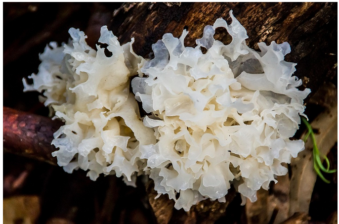 dietconseil's tweet photo. BEAUTE  : TREMELLA   le champignon pour une  PEAU HYDRATEE https://t.co/WPxCa9ugor https://t.co/x1Mnef7VrV