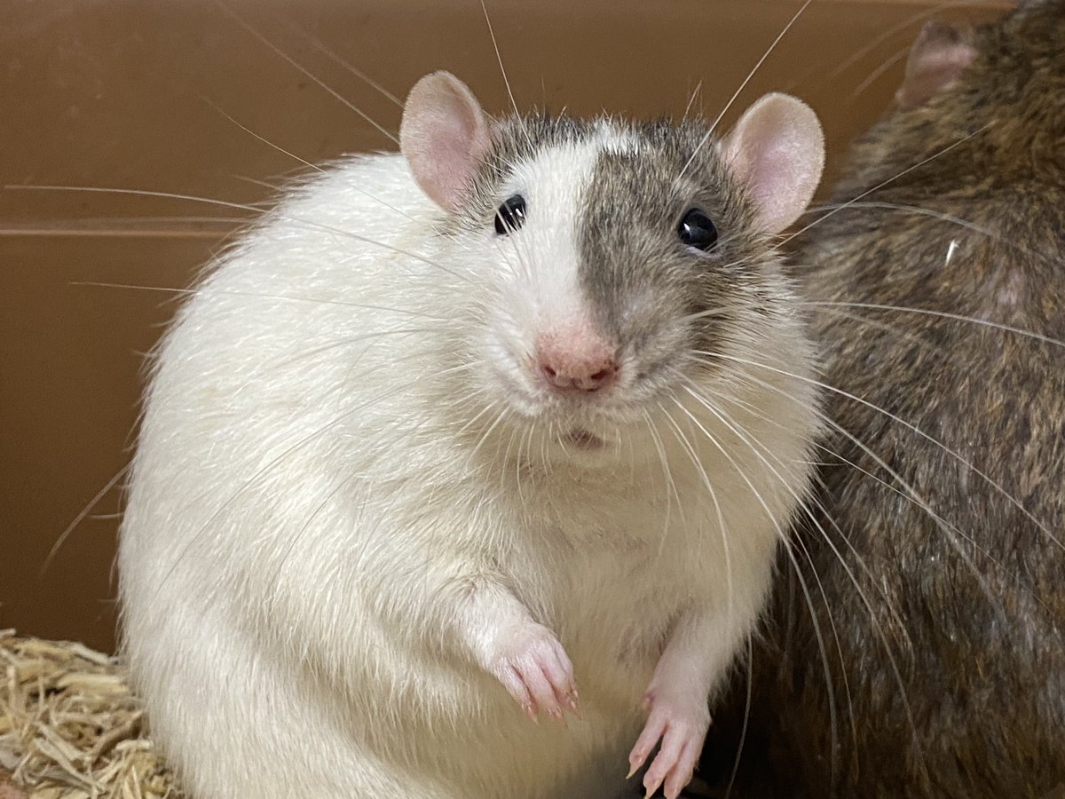 Odengtgt's tweet image. 