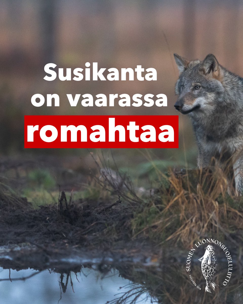 Työmme suden puolesta jatkuu seuraavaksi kantelulla EU:n komissiolle ja sitten susikannan hoitosuunnitelmassa. Siihen tulee sisällyttää myös rinnakkainelon hyviä käytäntöjä. Tule mukaan sll.fi/auta-luontoa/