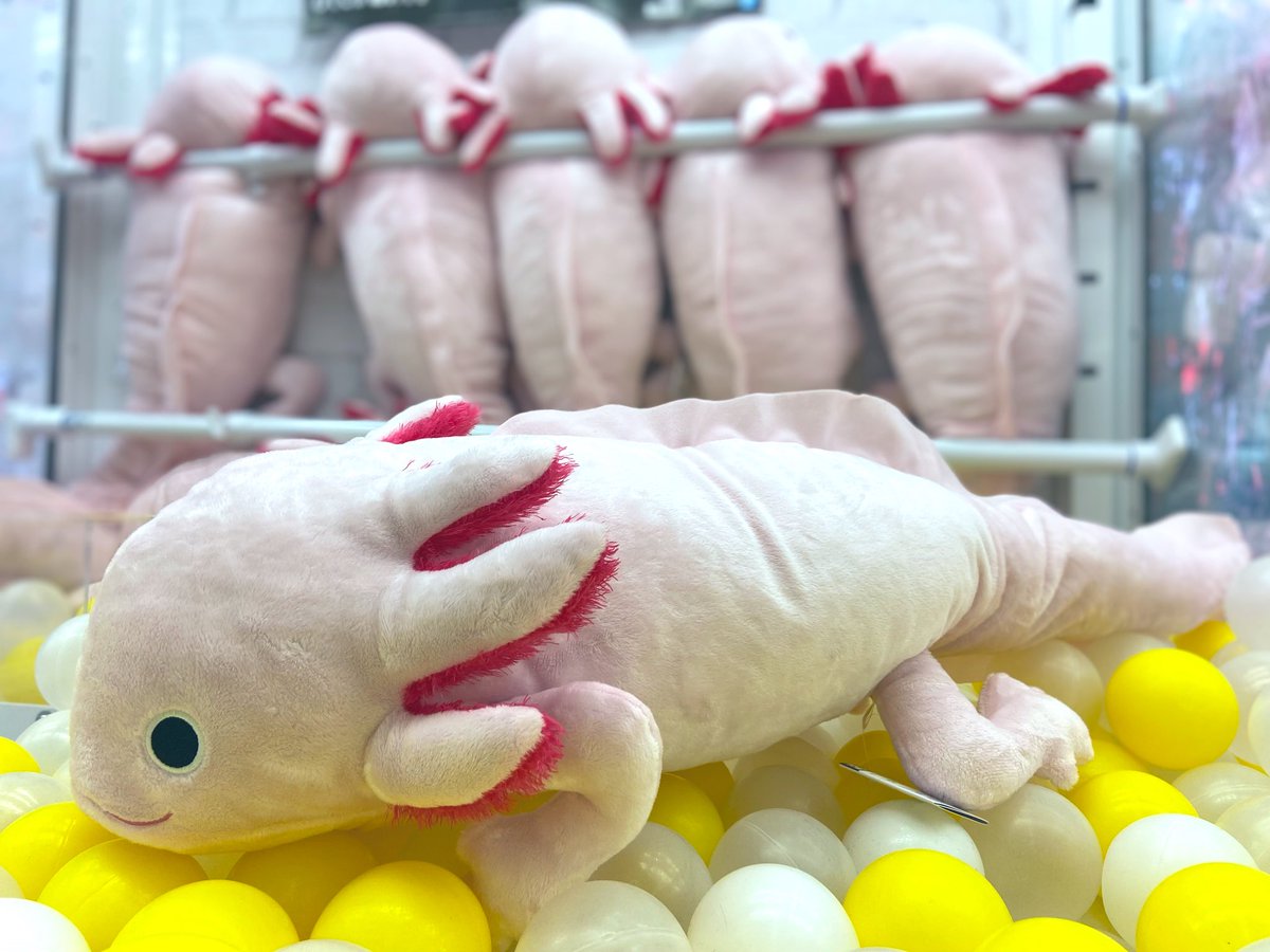 💧景品入荷情報🐟 わくでかぬいぐるみ 珍獣捕獲シリーズ 〜メガ