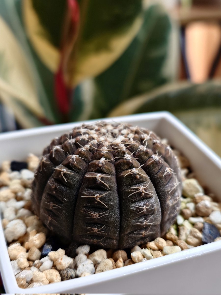 ギムノカリキウム ラゴネシー🌿 #多肉植物