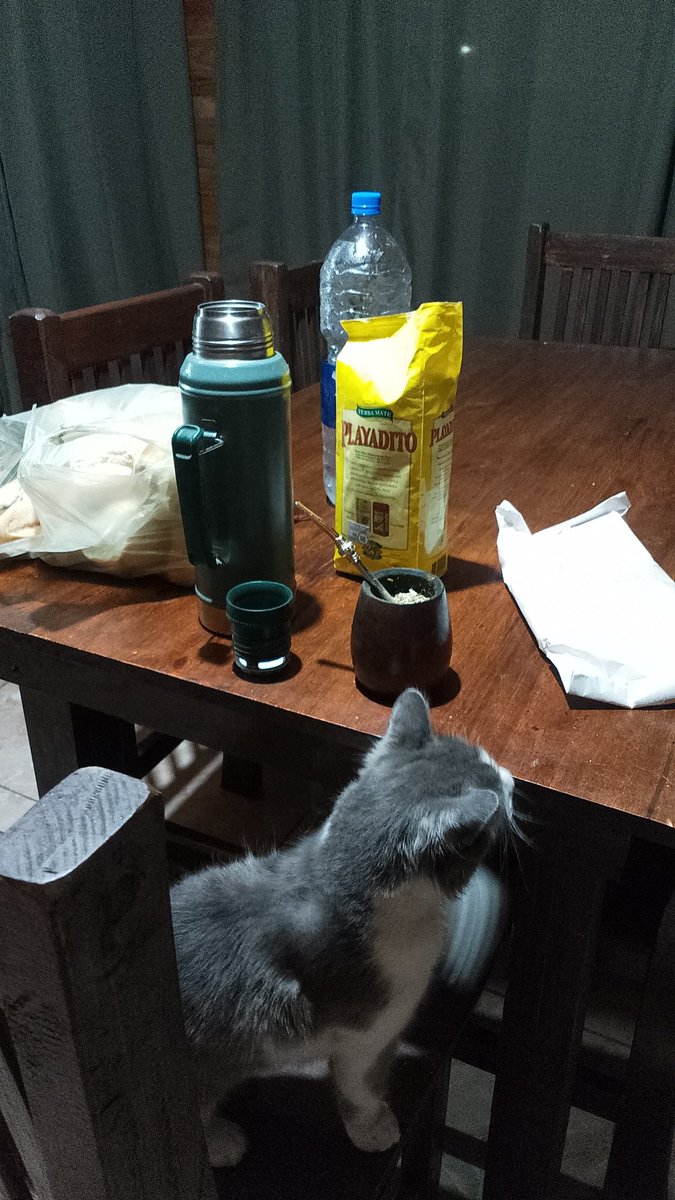 Leonmicaela97's tweet image. Mi gatito se levanta todos los días a las 6 de la mañana para que yo no tenga que desayunar sola. Un tipazo. Buen día
