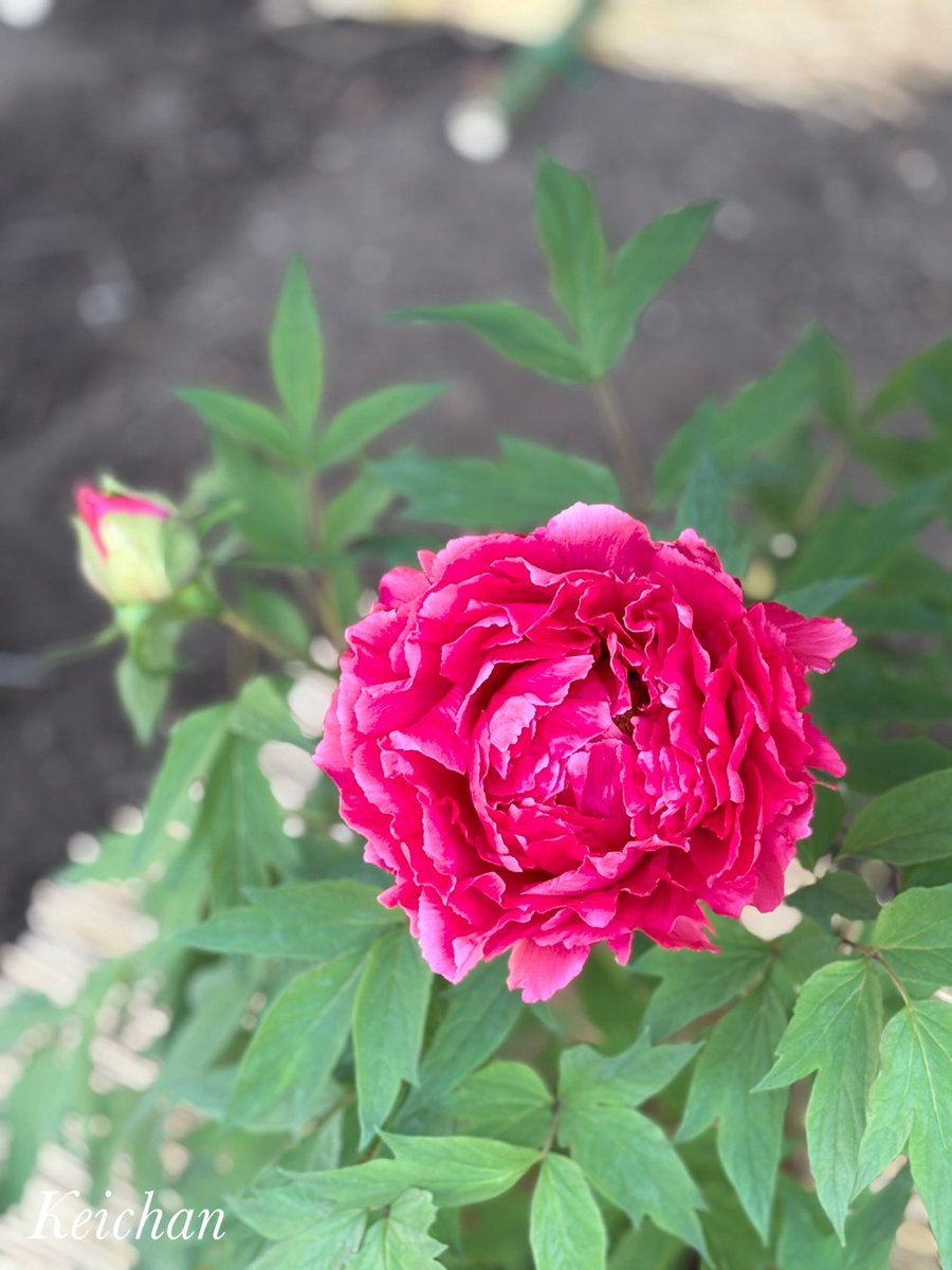 けいちゃん (@k1222_keichan) / Posts / X