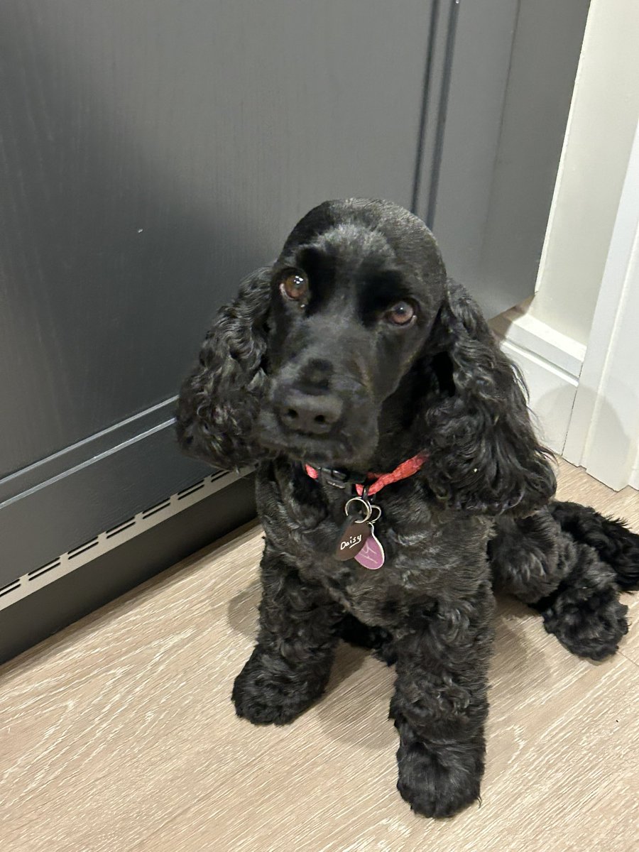 ByrneCocker's tweet image. Pals I heard Pawrents chattering! It’s confirmed I’m going to have two sleepovers this weekend in Husis’ luxury hotel! 🥰 

Planning on putting some training together along with Albert @sandraroche1973 friend, Molly’s mum who has a similar establishment. Watch this space pals !