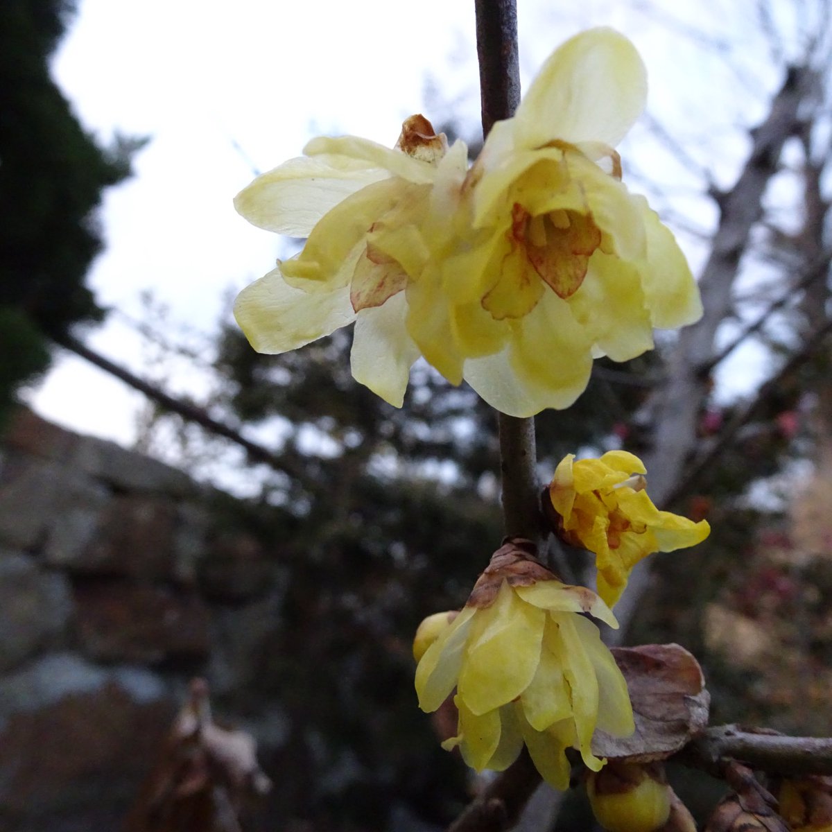 .∧_∧
(｡•ᴗ•｡) おつかれさま
 O🍵O

蘇州蝋梅