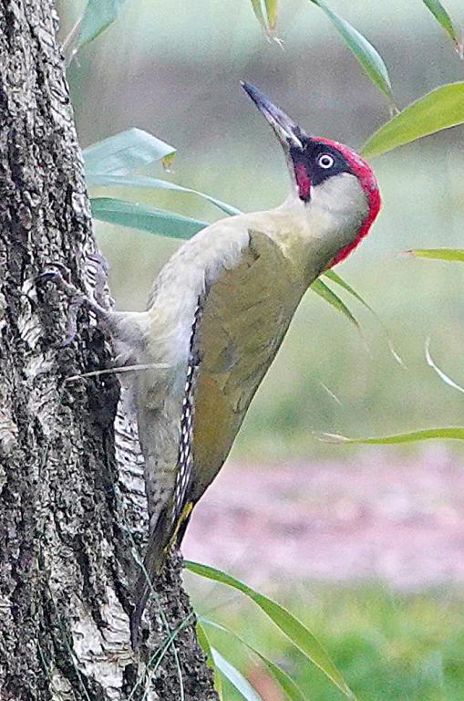 Koos Dijksterhuis tweet media