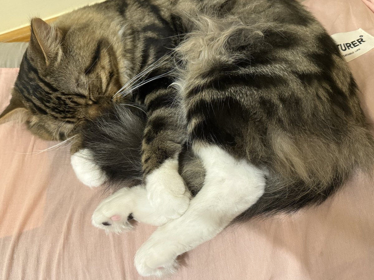 這麼冷的天如果想抱抱可以學學嘎逼😂