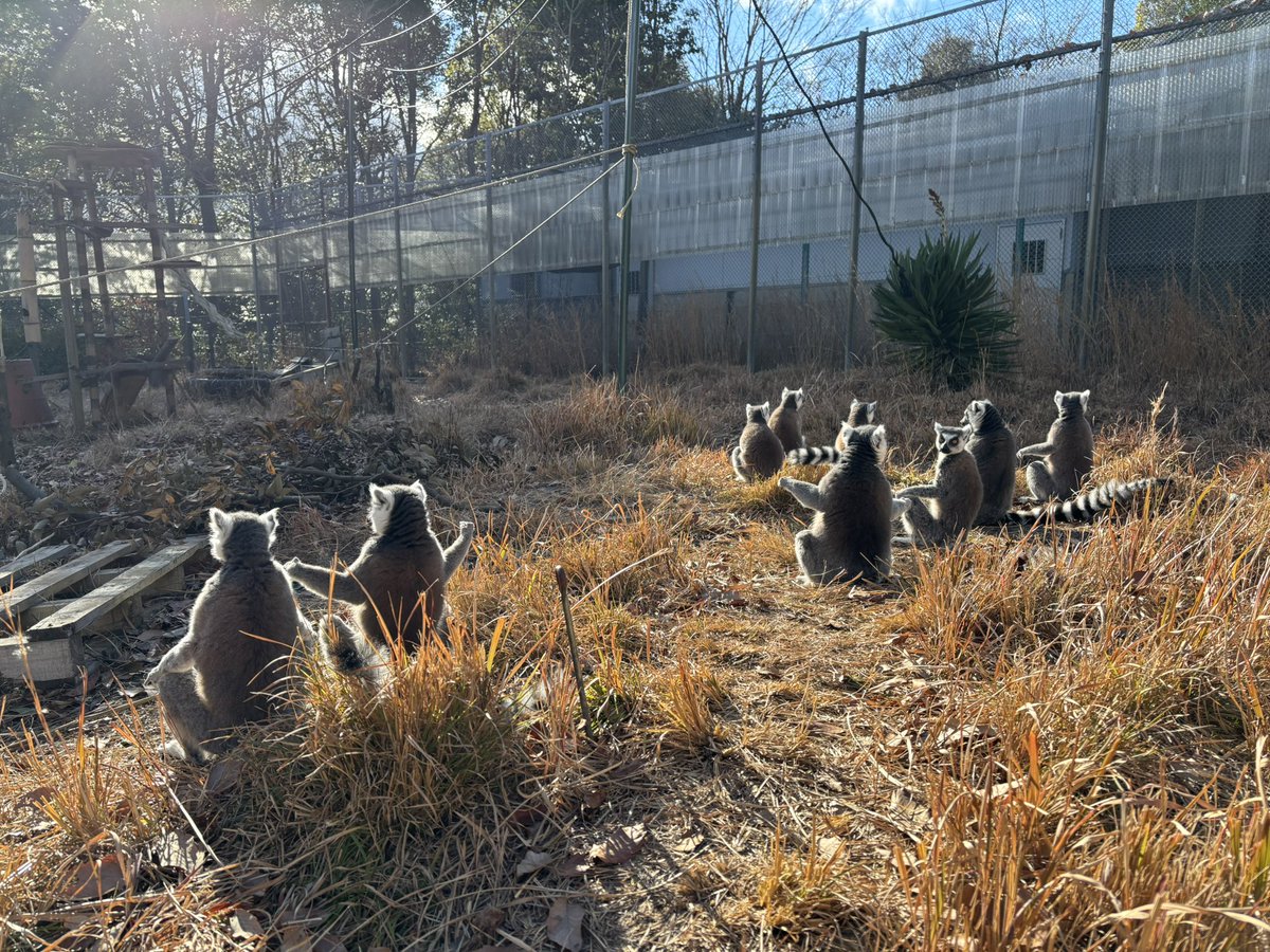 j_monkeycentre's tweet image. 寒い日は飼育員も群れに混ざって、一緒に日光浴しちゃう(奥川)
#ワオキツネザル #オス群