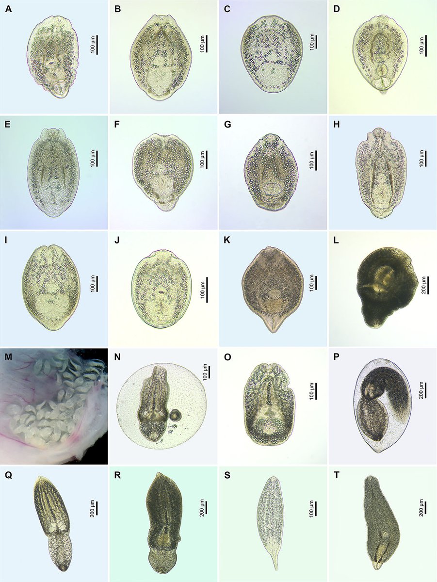 Parasite - The Journal tweet media