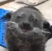 GG_Drawsstuff's tweet image. Hi