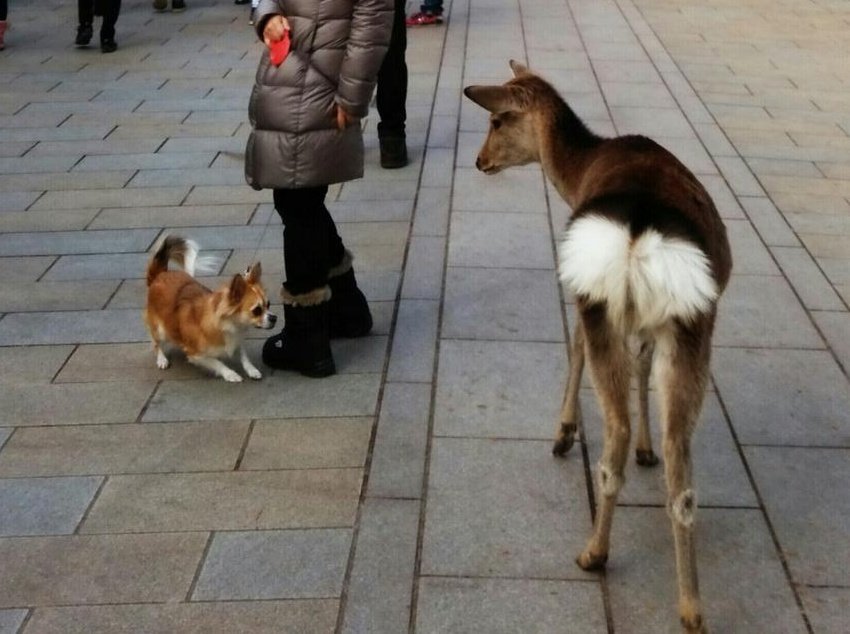 6Xd49gkgPq6AN4Z これ、犬が危ないです。