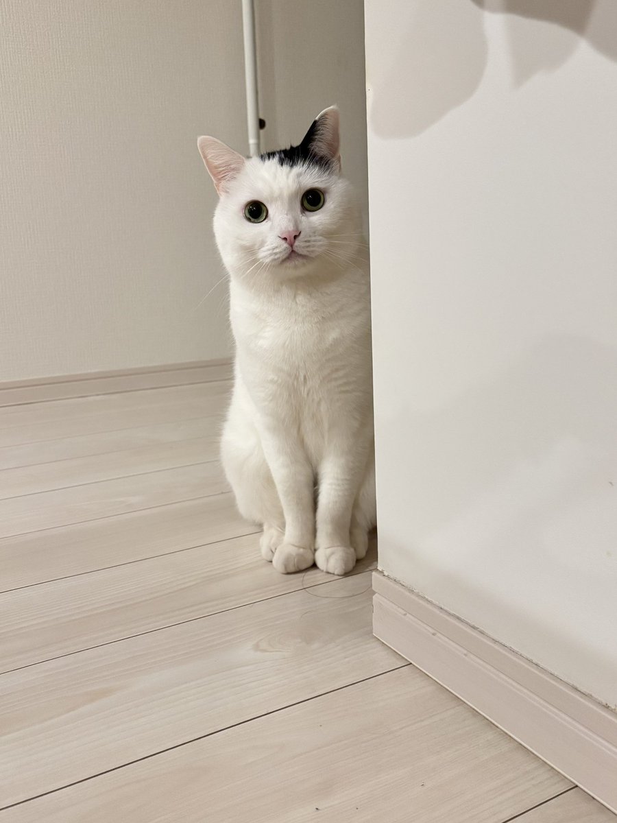 まつもとたける (@takeru0321neko) / Posts / X